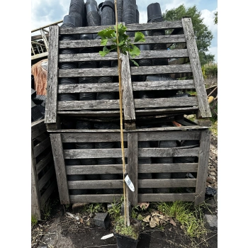 MIŁORZĄB MARIIKEN szczepiony na pniu odporny na mróz - sadzonki 120 / 140 cm